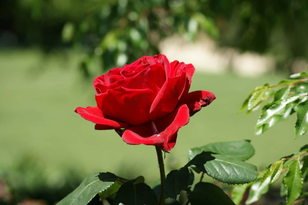 High-resolution vibrant red rose in full bloom with soft green bokeh background wallpaper