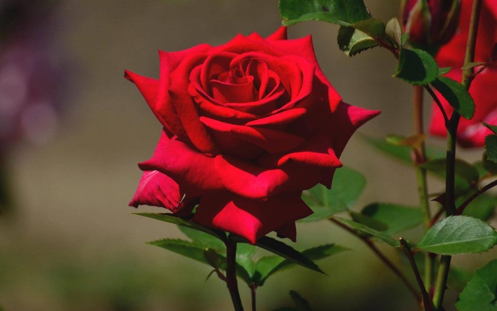 Vibrant red rose in full bloom with velvety petals and green leaves on blurred garden background Wallpaper