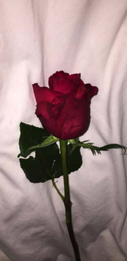 Vivid Red Rose Against Soft White Background - Stunning Wallpaper