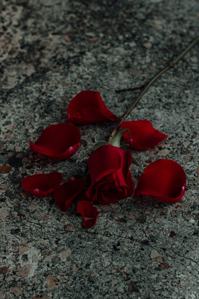 Vibrant Red Rose on Textured Stone: A Striking Contrast Wallpaper