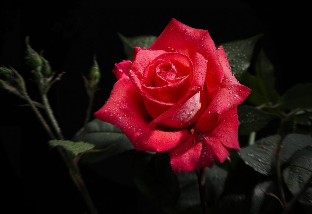 Stunning Red Rose with Dewdrops on Dark Background - Wallpaper