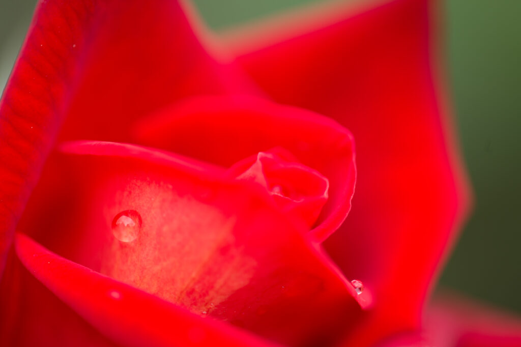 Vibrant Red Rose Macro with Water Droplets - Stunning Wallpaper Background