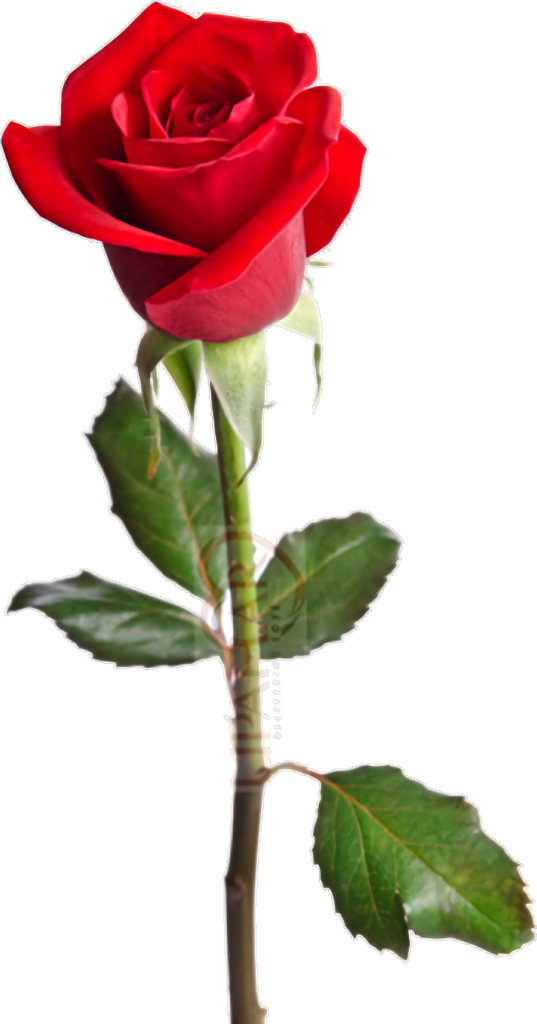 Vibrant Red Rose on Transparent Background with Lush Green Leaves Wallpaper