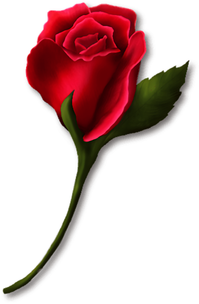 Stunning Red Rose with Vibrant Petals on Transparent Background Wallpaper
