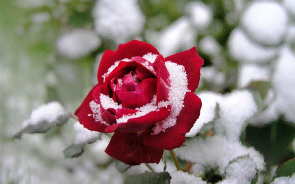 Vibrant Red Rose with Snow: Stunning Floral Winter Background Wallpaper