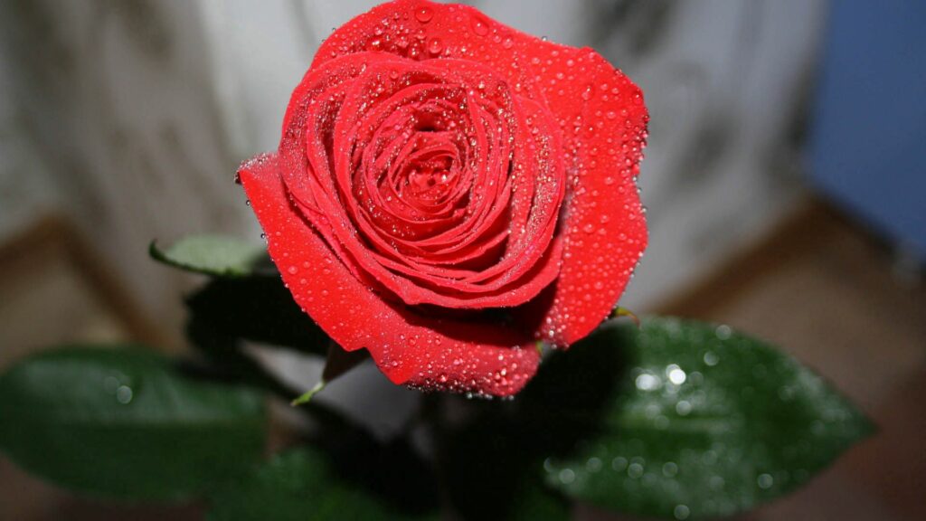 Elegant Red Rose Close-Up with Water Droplets - Stunning Wallpaper