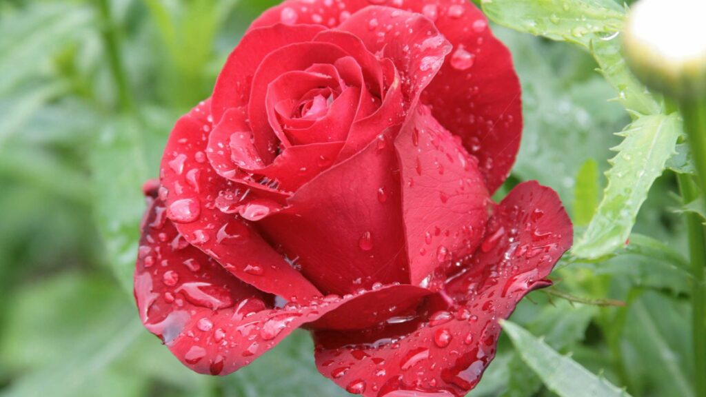 Vibrant Red Rose with Water Droplets: Serene Wallpaper Background