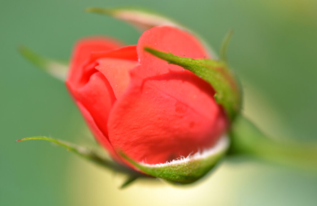 Vibrant Red Rosebud Close-Up Wallpaper with Delicate Petals