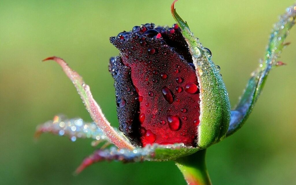 Close-Up Red Rosebud Wallpaper with Water Droplets and Green Leaves