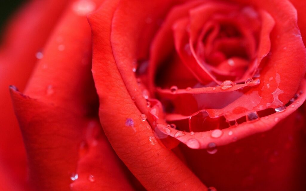 Stunning Red Rosebud with Dew Drops - Nature Wallpaper Background