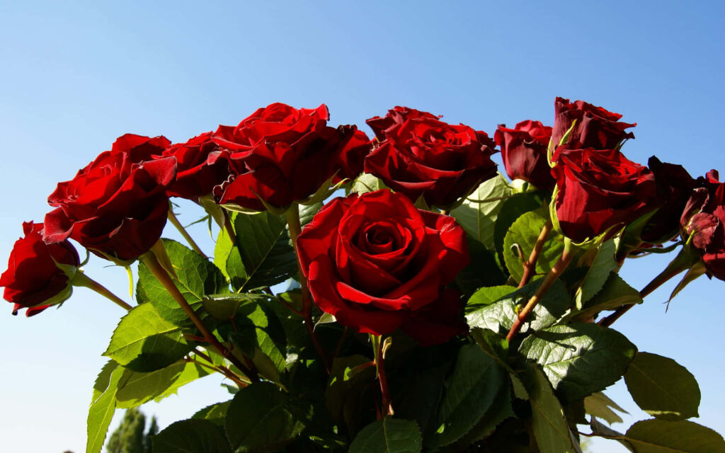 Vibrant Red Roses Blooming Under Clear Blue Sky - Inviting Scene Wallpaper