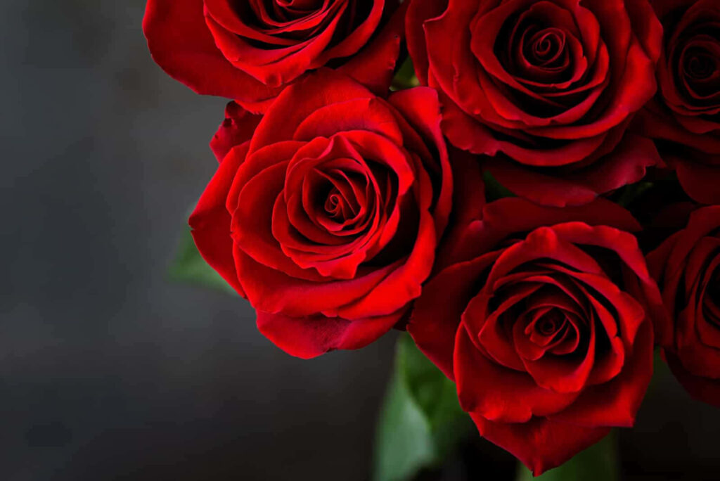 Elegant Red Roses Wallpaper - Stunning Close-Up Detail on Dark Background
