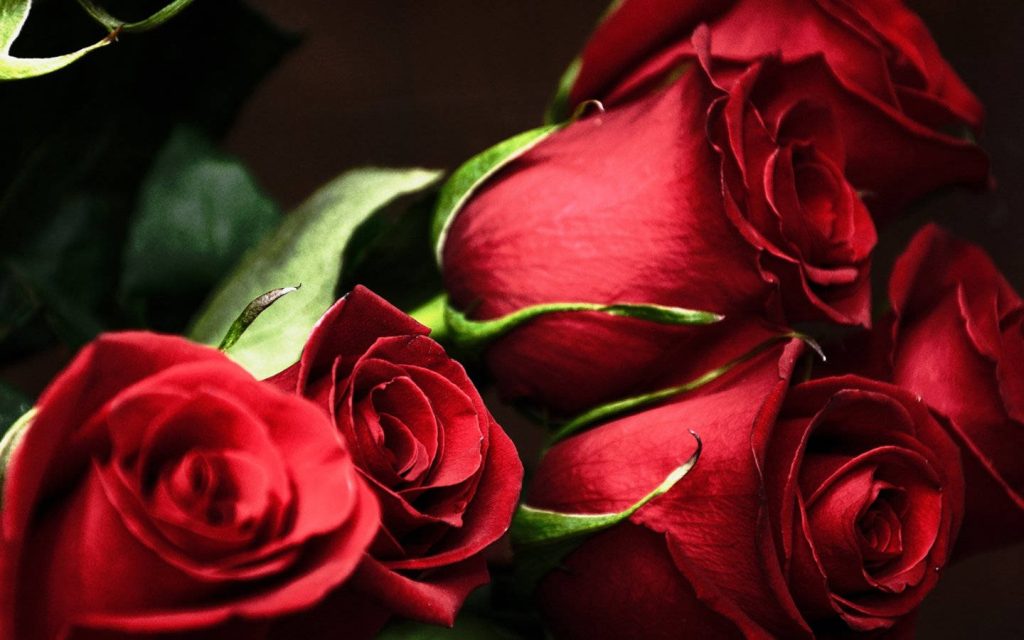 Close-up of vibrant velvety red roses with soft lighting and dark green leaves wallpaper background