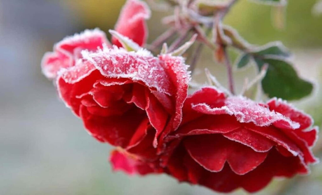 Vibrant Red Roses Frosted Wallpaper - Beauty in Winter Landscape