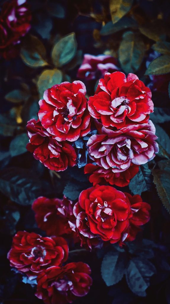 Vibrant red roses with white tips floral HD phone wallpaper dark lush foliage background