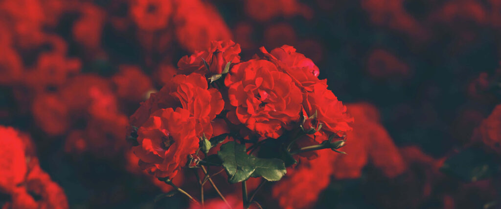 Vibrant Red Roses in Bloom - Stunning Ultra-Wide HD Wallpaper