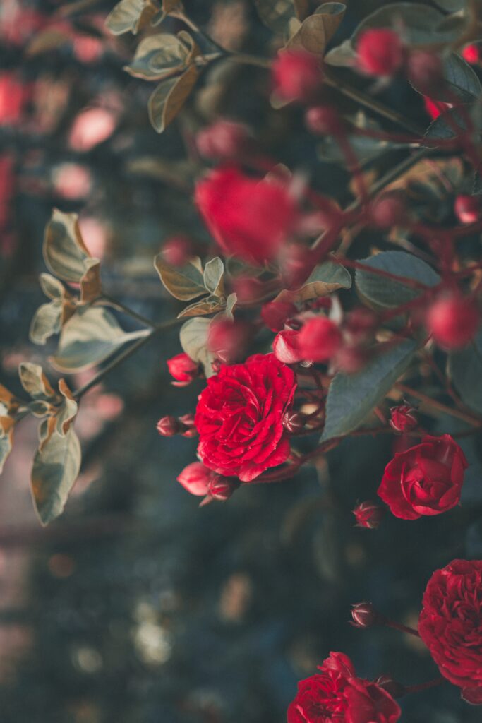 Vibrant Red Roses Wallpaper 4000x6000 - Lush Garden Background