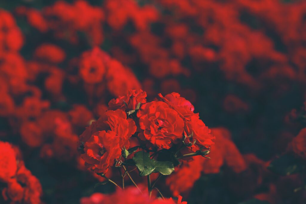 Stunning Red Rose Bouquet Wallpaper - Romantic Floral Background