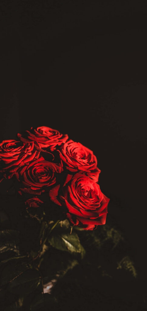 Vibrant Red Roses Against Dark Background – Stunning Floral Beauty Wallpaper