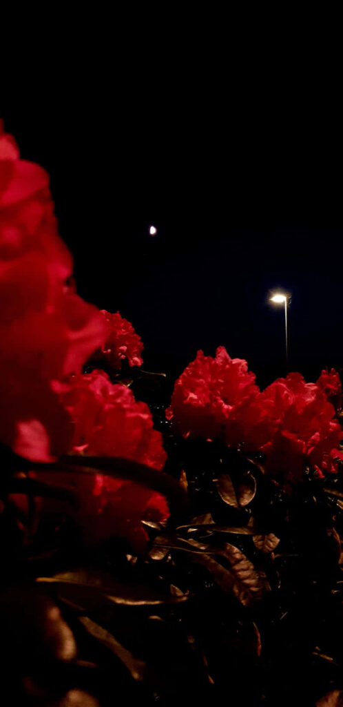 Vibrant Red Roses Wallpaper: Night Sky Beauty & Romance