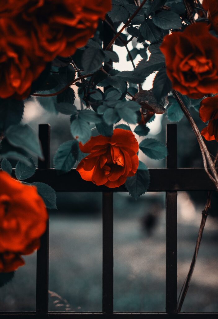 Vibrant Red Roses Blooming Over Dark Metal Fence - Stunning Background Wallpaper
