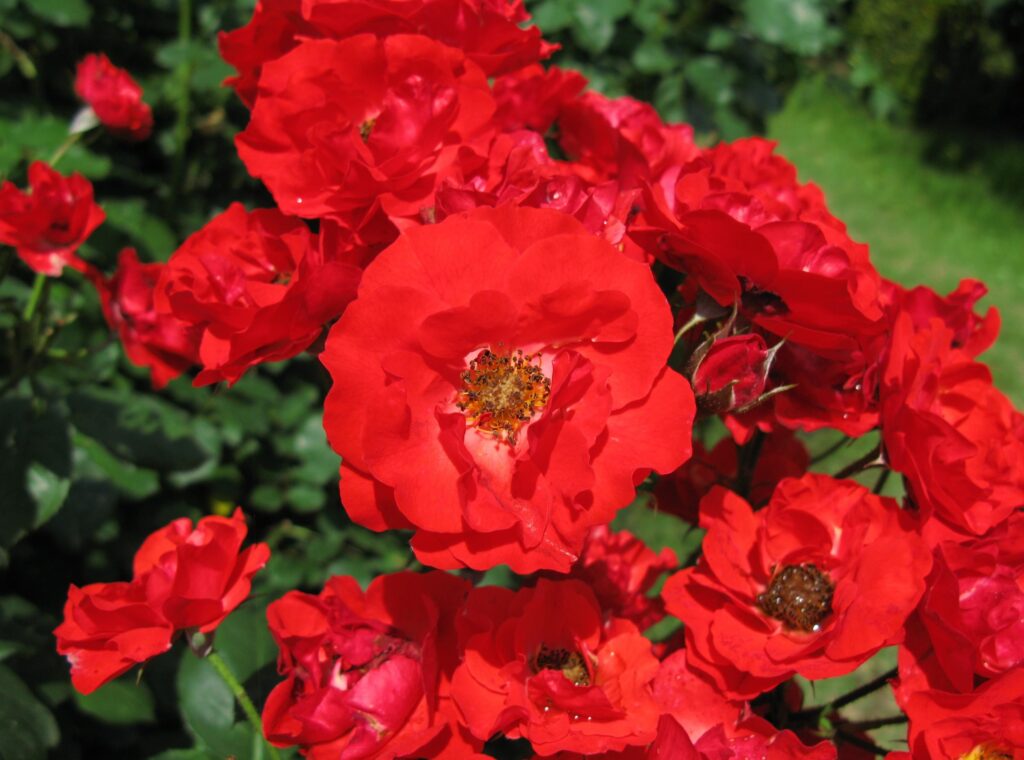 Vibrant Red Rose Wallpaper with Lush Greenery Background