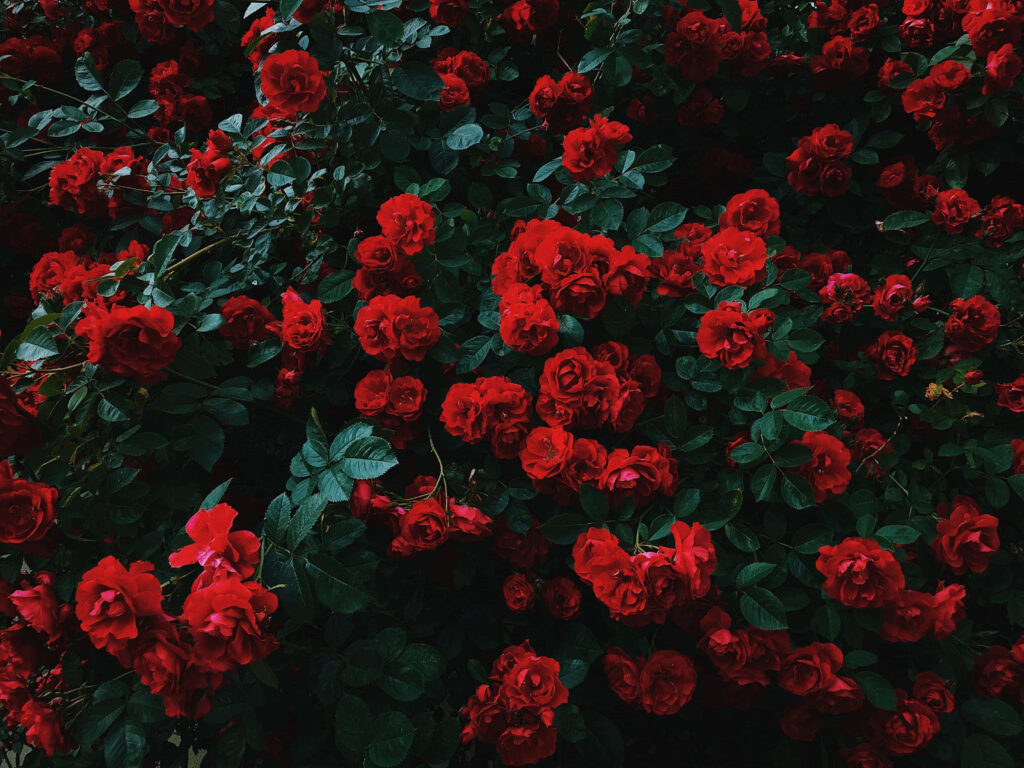 Vibrant Red Rose Wallpaper: Lush Wild Bush Background for Laptops