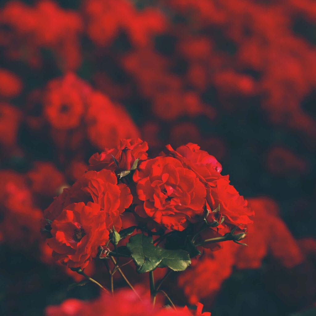 Vibrant Red Roses Wallpaper: Captivating Floral Background Design