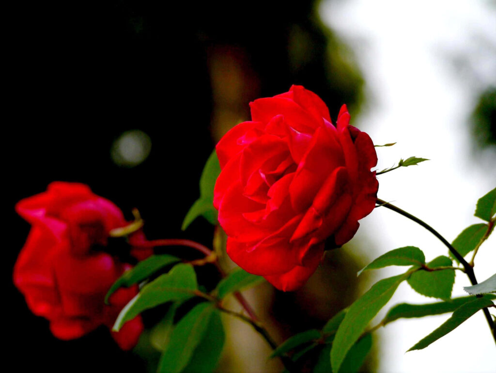 Vibrant Red Roses: Close-Up on Lush Greens & Dark Background Wallpaper