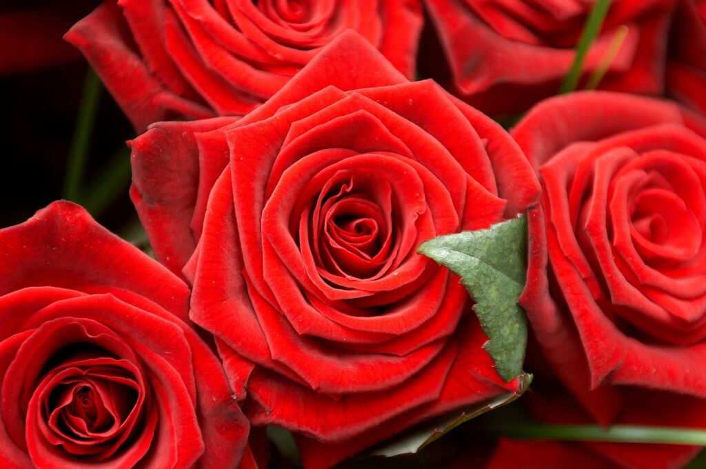Stunning Close-Up of Blooming Red Roses - Vibrant Floral Wallpaper