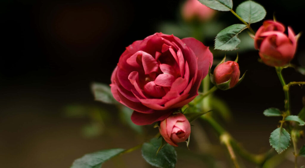 Vibrant Red Roses Close-Up Wallpaper: Elegance on Dark Background
