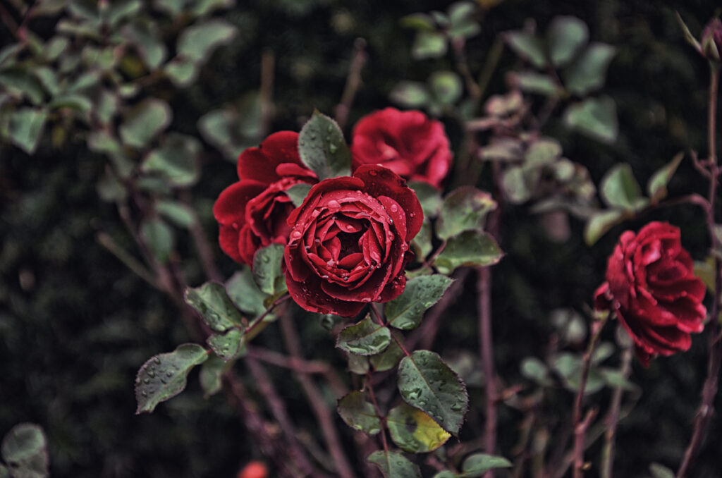 Vibrant Red Roses Close-Up on Branch with Soft Focus Background Wallpaper