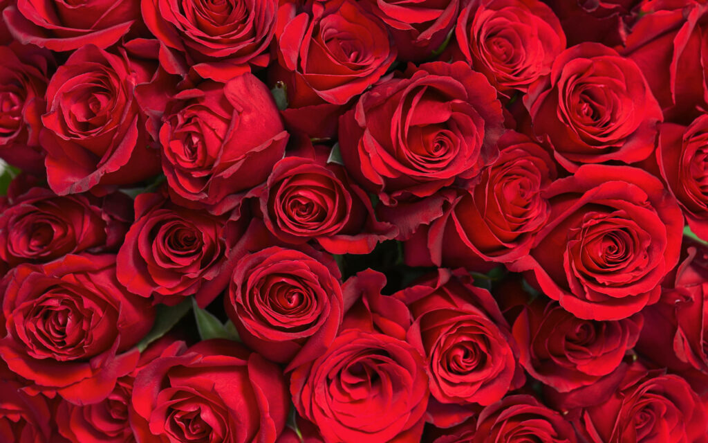Stunning Red Rose Bouquet Wallpaper: Lush, Vibrant Floral Display