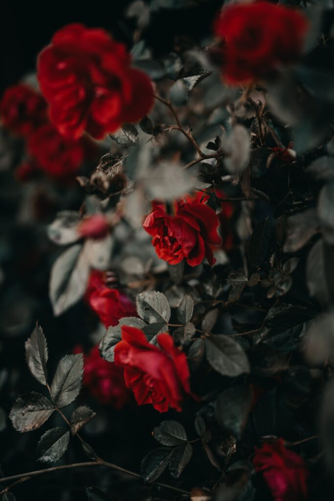 Vibrant Red Roses on Dark Background - Stunning Floral Wallpaper