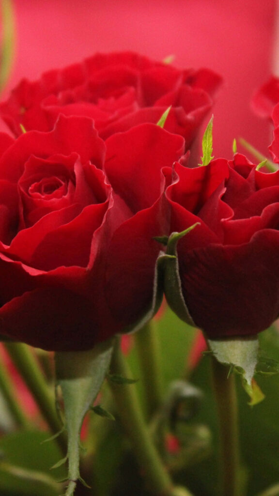 Vibrant Red Roses Wallpaper: Elegant Nature Background for Interiors