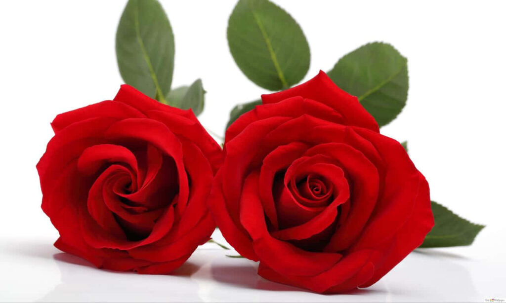Elegant Red Roses on White Background - Nature's Beauty Wallpaper