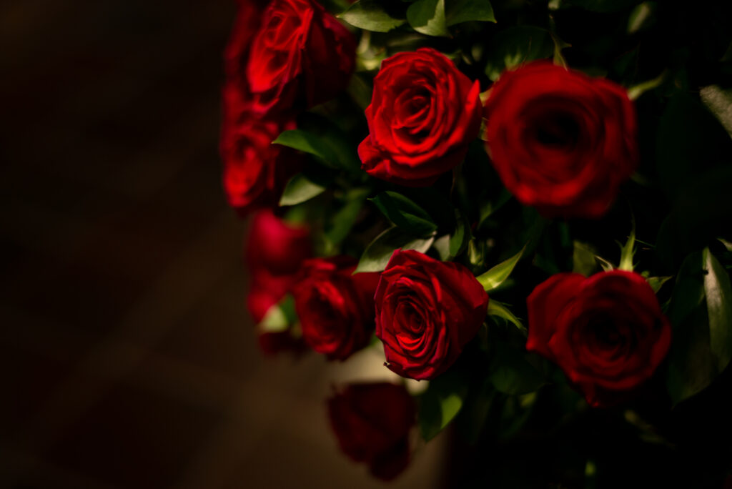 Vibrant Red Roses Wallpaper on Dark Background - Nature's Elegance