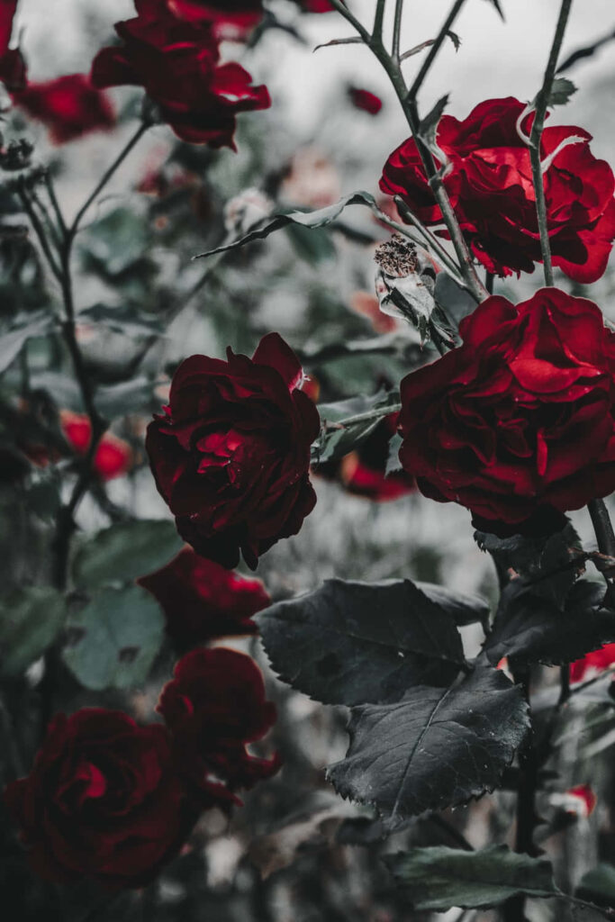 Elegant Red Roses Wallpaper on Muted Natural Background