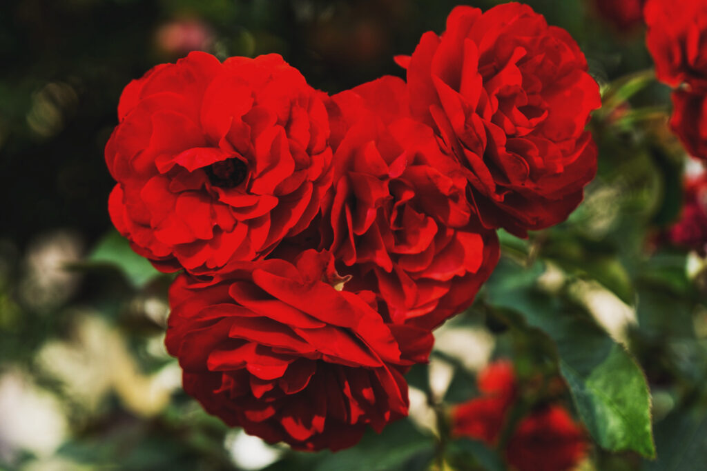 Elegant Red Roses Wallpaper: Vibrant Floral Display Background