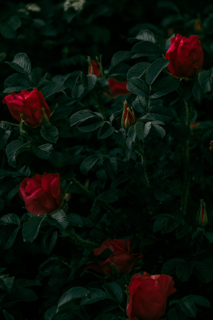 Vibrant Red Roses on Dark Green Leaves - Elegant Floral Wallpaper