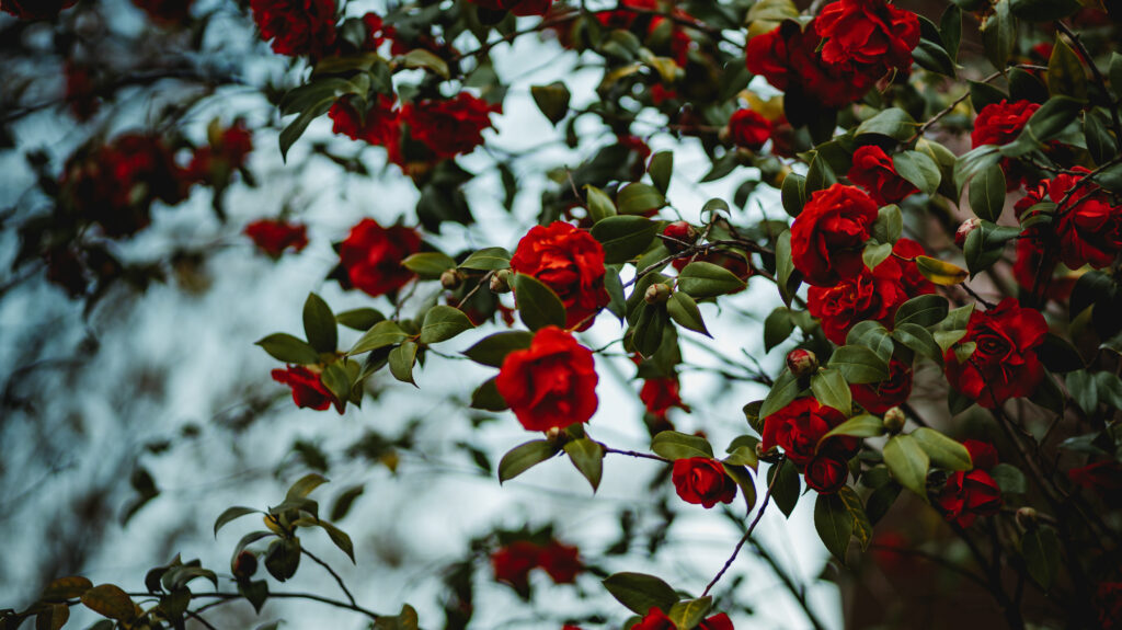 Vibrant Red Roses in Full Bloom - Elegant Floral Wallpaper