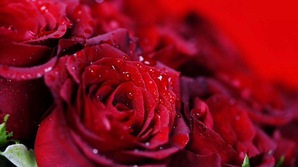 Vibrant Red Roses Wallpaper with Water Droplets - Elegant Background