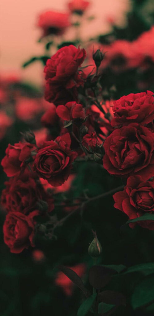 Vibrant Red Roses Close-Up: Enchanting Floral Wallpaper Background