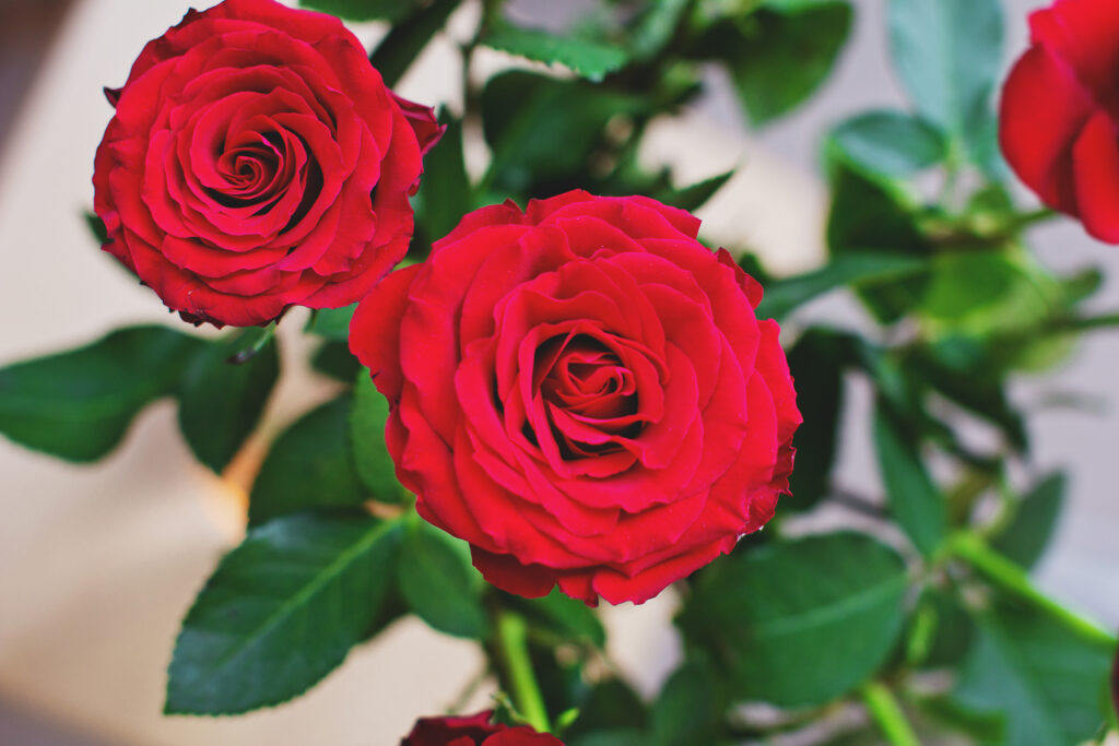 Vibrant Red Roses Wallpaper: Close-Up with Lush Green Leaves Background
