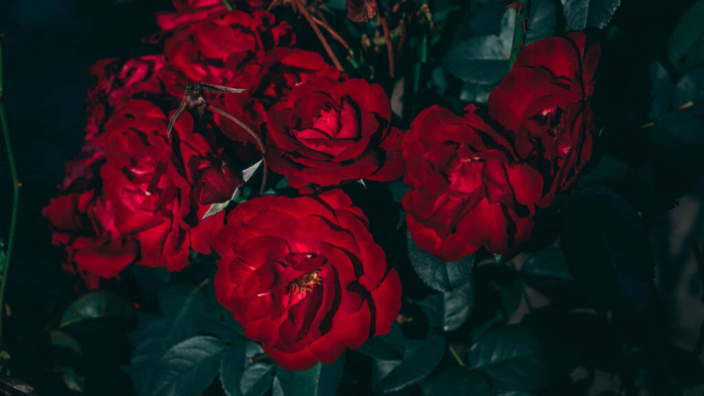 Lush Red Roses Wallpaper: Elegant Floral Background Design