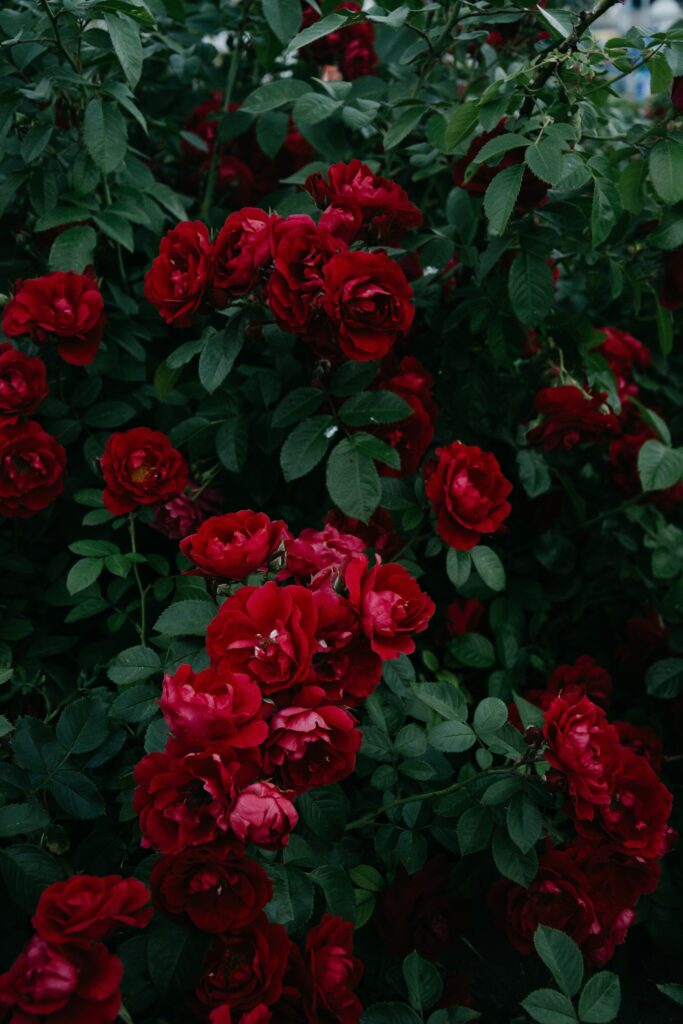 Vibrant Red Roses Wallpaper: Lush Floral Background for Any Space