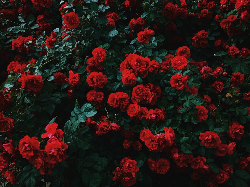 Vibrant Red Roses Wallpaper: Lush Garden Background in Full Bloom