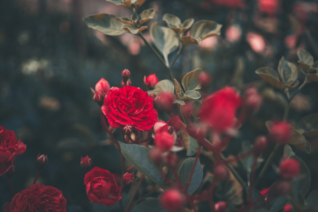 Vibrant Red Roses Wallpaper in Lush Garden Setting Background
