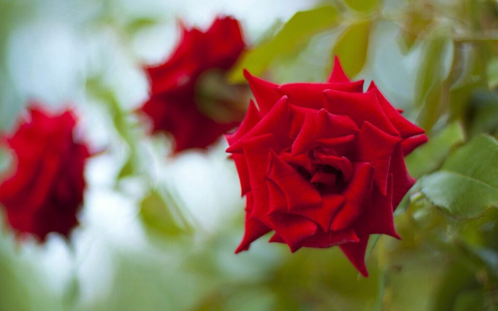 Vibrant Red Roses Wallpaper: Lush Floral Background with Detailed Petals