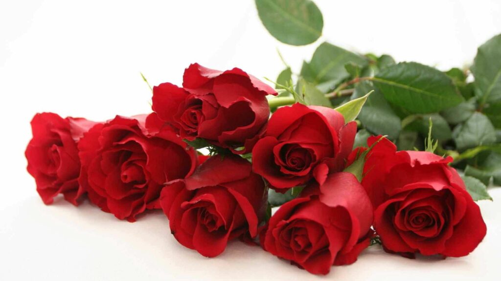 Vibrant Red Roses Wallpaper: Lush Blooms on Soft White Background